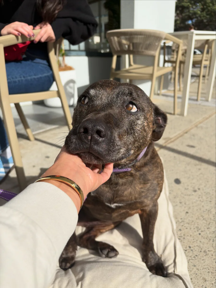 Brindle dog being patted beside COVE's outdoor seating