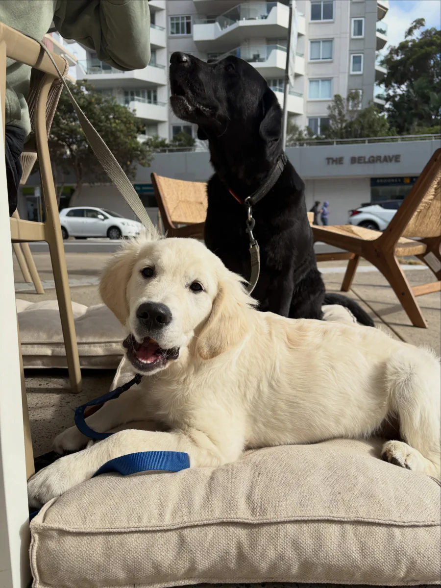 Black dog and cream-coloured puppy relaxing at COVE's outdoor seating